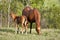 Mare and Foal