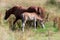 Mare and foal