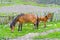 The mare and foal