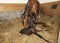 Mare and foal after birth