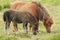 A mare and foal Dartmoor ponies Equus ferus caballus.