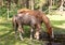 Mare and foal drinking