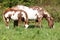 Mare with foal eating grass in freedom