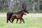 Mare and foal in field