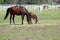 Mare and foal grazing