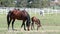 Mare and foal grazing