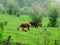 Mare and foal grazing in field