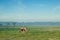 Mare with foal grazing on pasture in misty morning