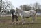 Mare and foal horse grazing in corral in Czech Republic. Detailed Picture of white horses outside on the pasture land