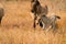 Mare and foal konik horse in a nature reserve. A playful foal, the newborn is jumping in the golden reeds. Black tail