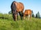 Mare and a foal on a meadow grazing grass