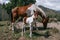 Mare and foal, mother and son pinto horses