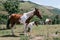 Mare and foal, mother and son pinto horses