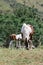 Mare and foal, mother and son pinto horses