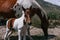 Mare and foal, mother and son pinto horses