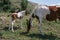 Mare and foal, mother and son pinto horses