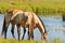 Mare and foal near lake