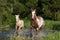 Mare with foal running