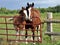 Mare and foal snuggle by gate