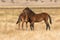 Mare and Foal Wild Horses