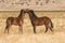 Mare and Foal Wild Horses Interacting