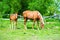 mare and foall in a meadow