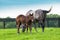 Mare with her colt on pastures of horse farms.