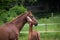 A mare and her foal near together, caring