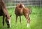 A mare and her foal near together, caring