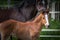 A mare and her foal near together, caring
