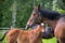 A mare and her foal near together, caring