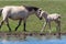 Mare with her foal on the shore of the pond. Horses at the site of watering. Bashkiria