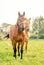 Mare horses in green meadow in summer