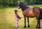 a mare of an Icelandic Horse with two lovely foals