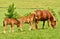 A  mare of Icelandic horse is watching over the cute foals of the herd in the wide grassland