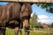 Mare with a lot of flies on her face looks at the camera through the pasture fence