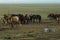 Mare milk in the desert of mongolia