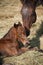 Mare and newborn foal