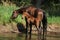 Mare with nice foal first time in the water