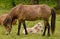 A mare is protecting her newborn foal providently in the meadow