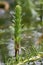 Mare’s-tail Hippuris vulgaris, single plant in pond