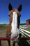 Mare\'s view of a thoroughbred Quarter Horse