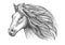 Mare or stallion young horse head sketch with mane