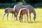 Mare with two foals in field