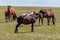 A mare urinates in a meadow, next to horses and foals.