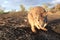 Mareeba rock wallabies at Granite Gorge,queensland australia