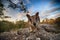 Mareeba rock wallabies at Granite Gorge,queensland australia