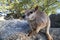 Mareeba rock wallabies at Granite Gorge,queensland australia