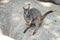 Mareeba Rock Wallaby