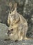 Mareeba rock wallaby with joey, mitchell river,Queensland,Australia